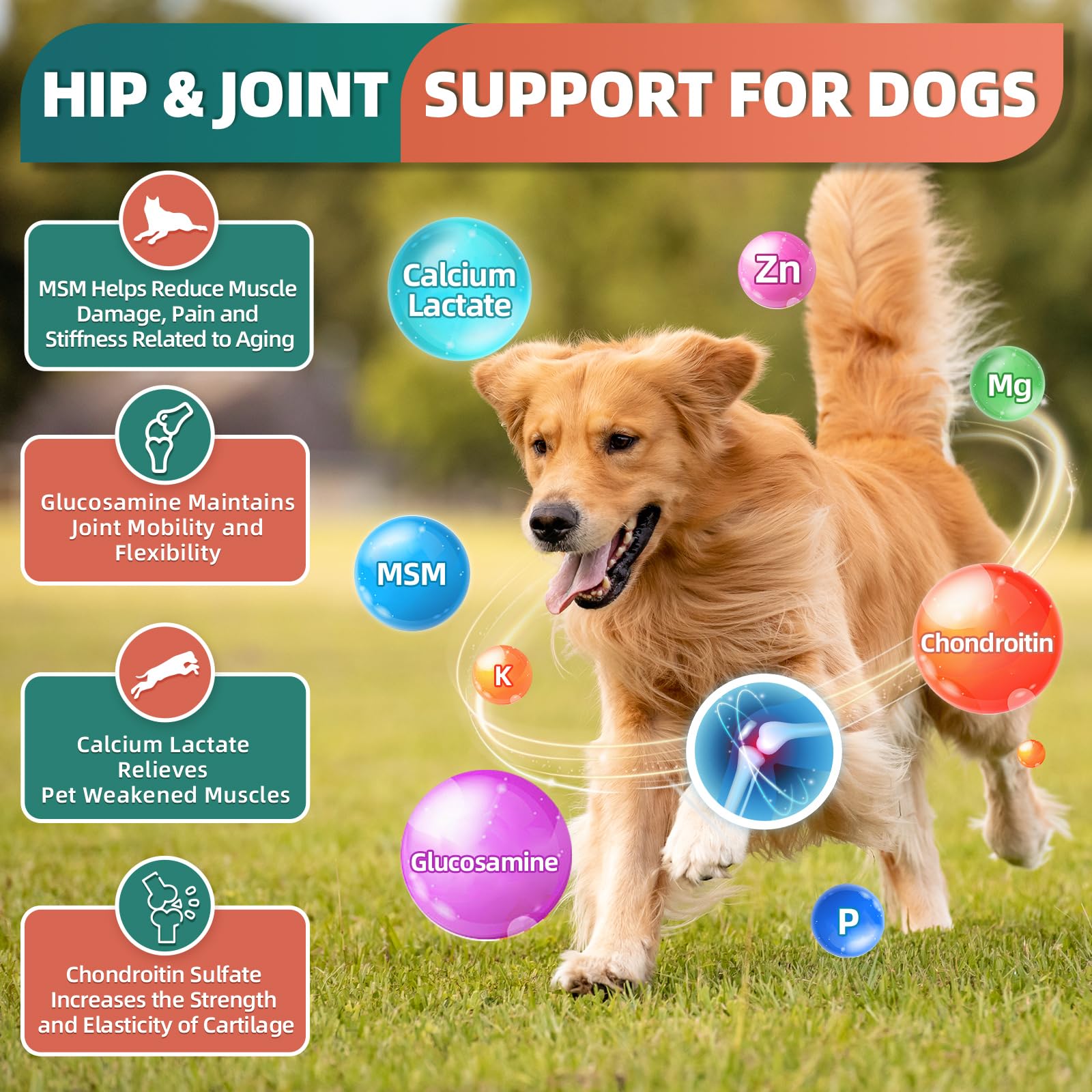 DRFOSTER multivitamínico para perros: beneficios de digestión saludable.