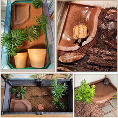DUOYUZHIYU set de 3 cuencos aptos para baño o comida de reptiles.