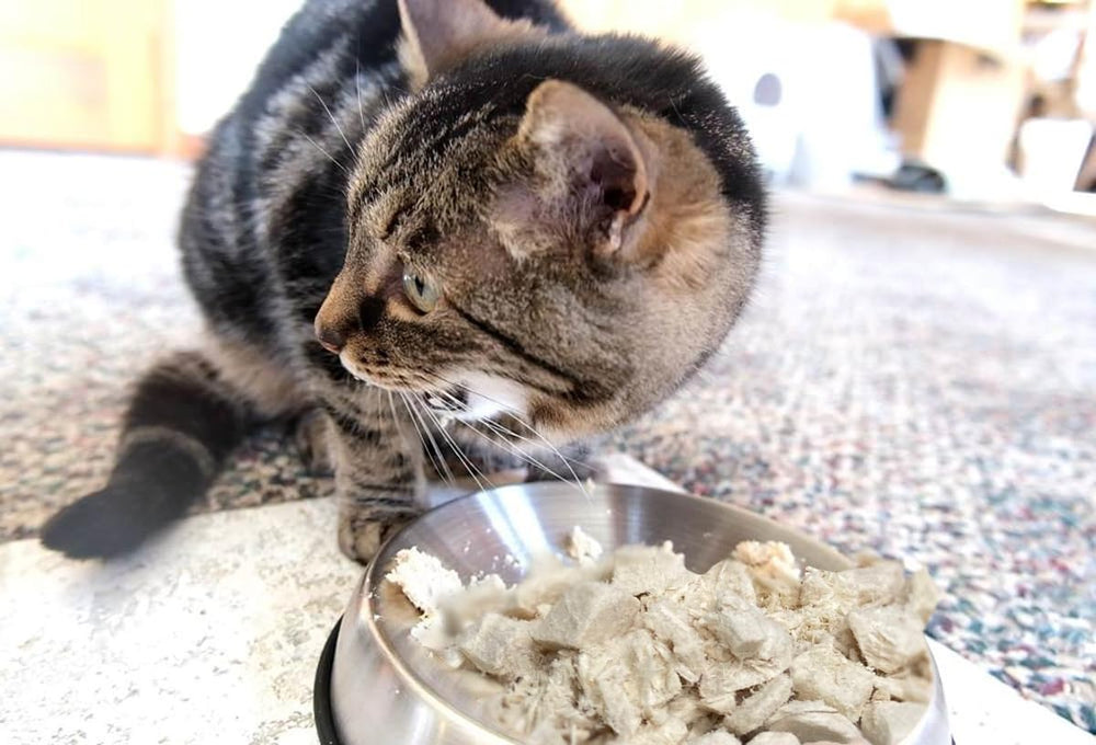 Recompensa diaria DurbaLife para perros y gatos, motivación suave.