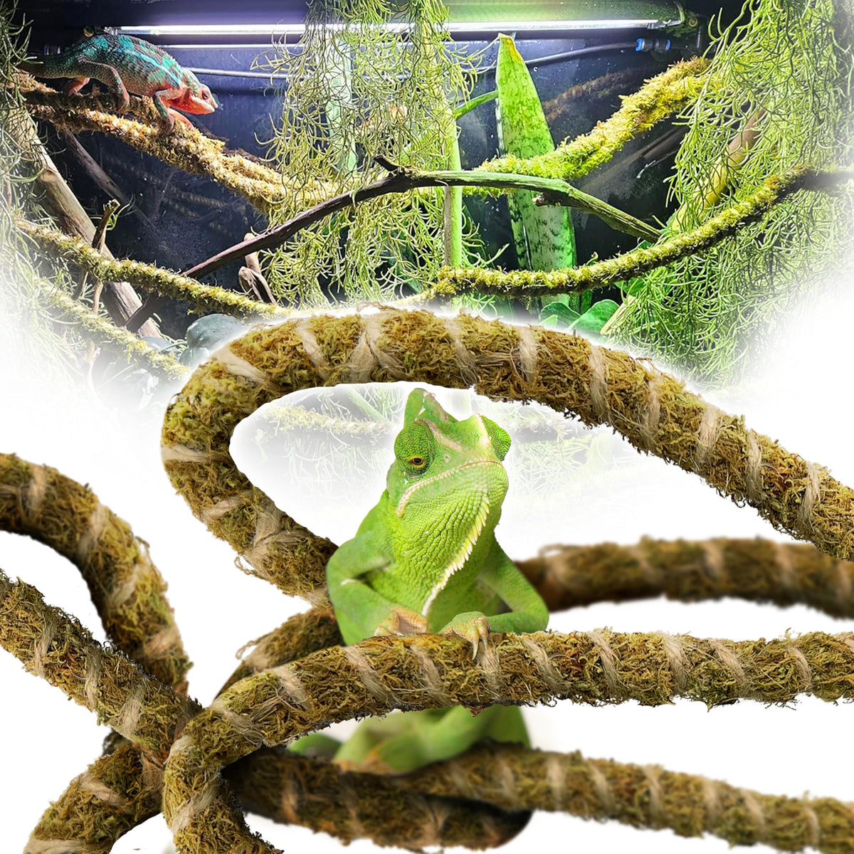 Duspro liana de musgo flexible de seis pies para trepar en el terrario