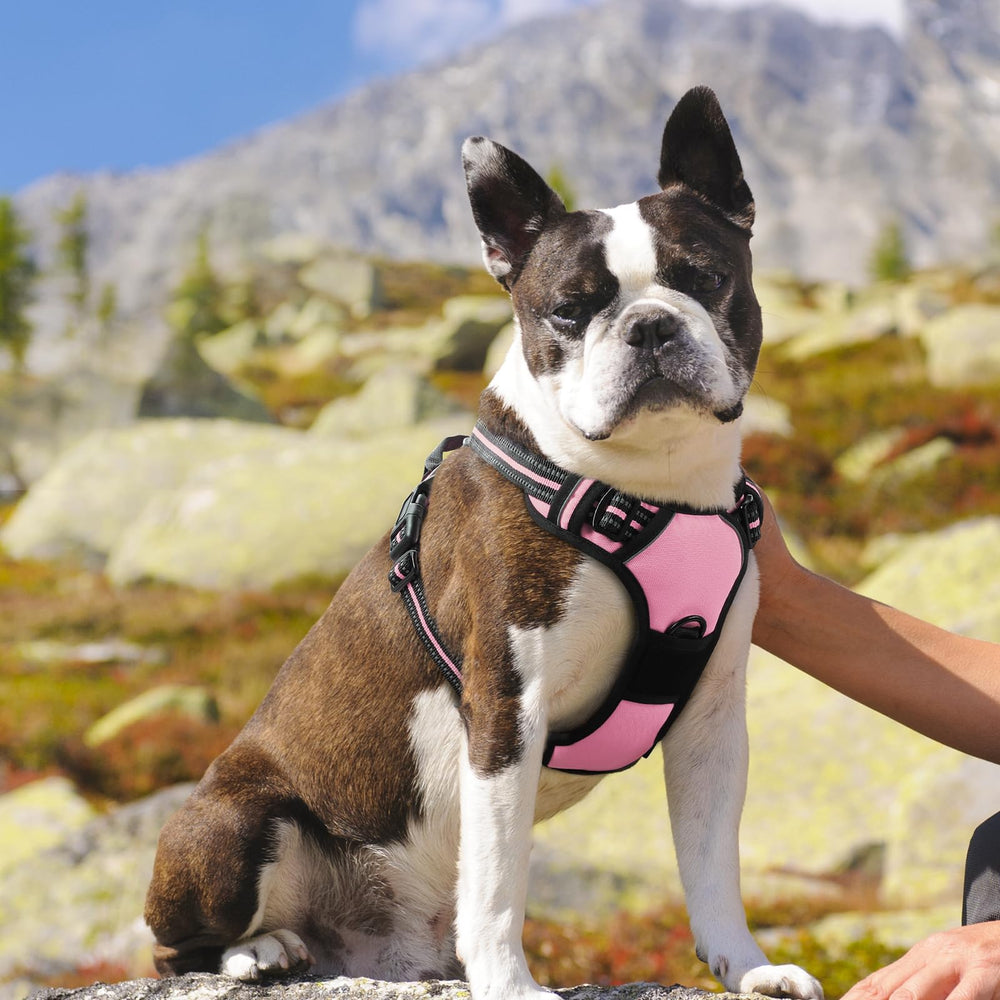 Arnés Eagloo para perro mediano en rosa para seguridad y estilo.