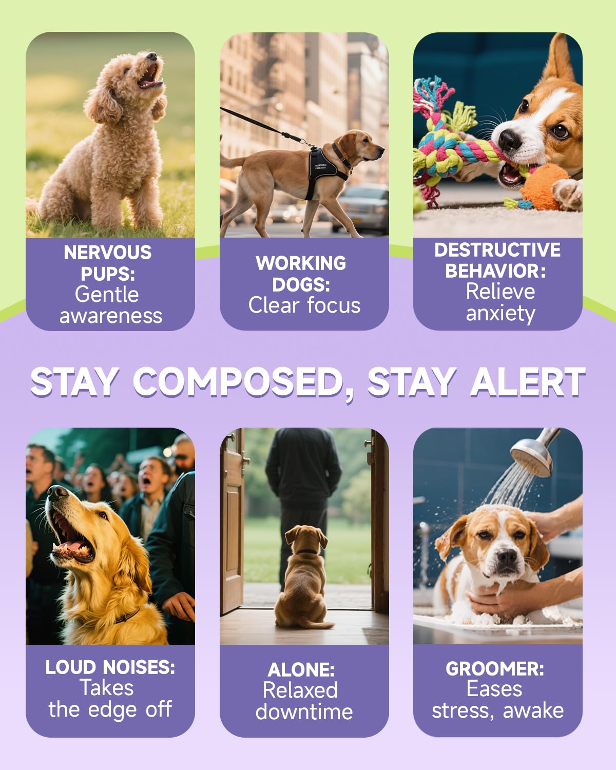 Mezclar gotas Eagou Diary con la comida del perro para facilitar uso.