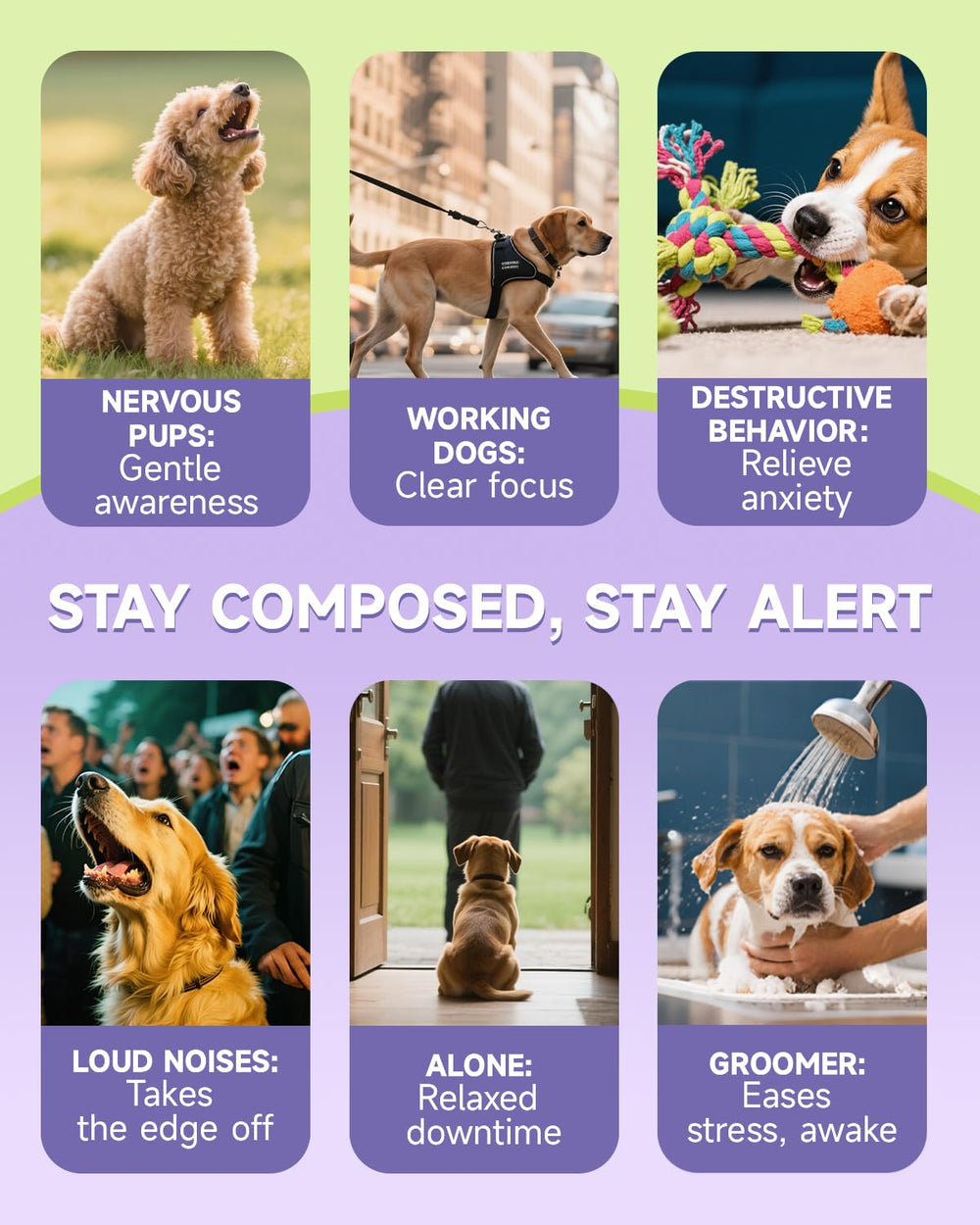 Mezclar gotas Eagou Diary con la comida del perro para facilitar uso.