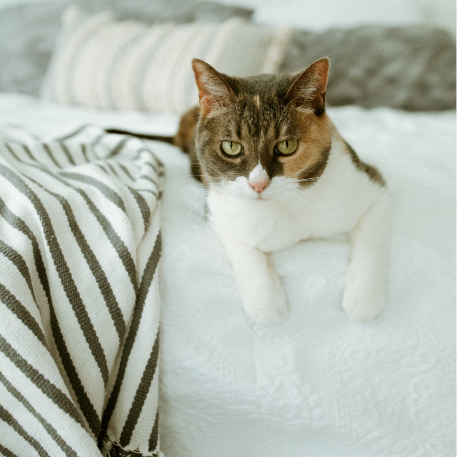 earthbath champú para gatos sin fragancia, etiqueta con ingredientes naturales
