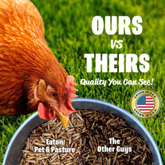 Eaton Pet and Pasture grubs servidas en plato, snack nutritivo para gallinas.
