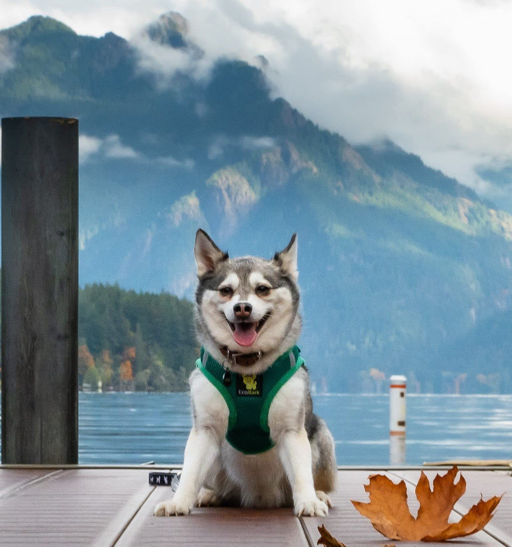 Harnais EcoBark maille respirante, confort pendant l’activité en plein air.
