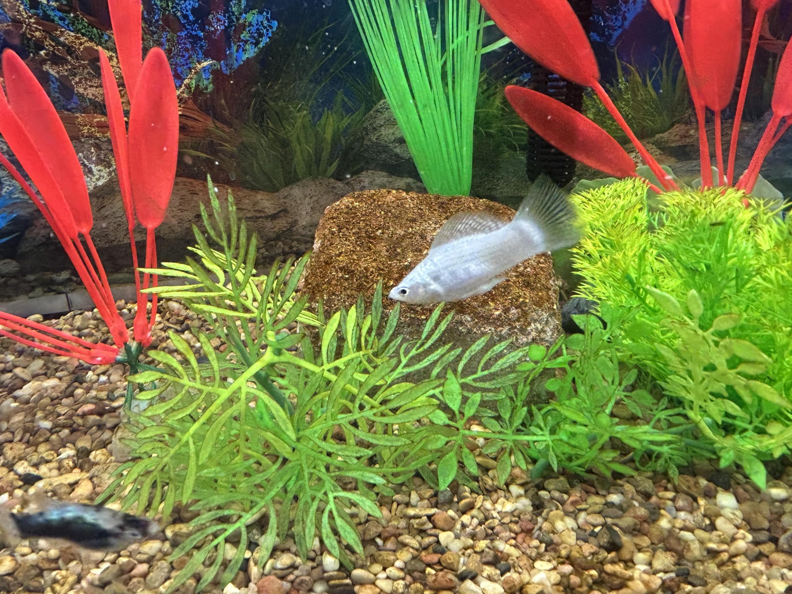 Piedra EcoBio-Block para agua dulce: uso sencillo en acuario.