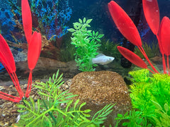 EcoBio-Block Piedra Acuario: ciclo de nitrógeno más estable para acuario.