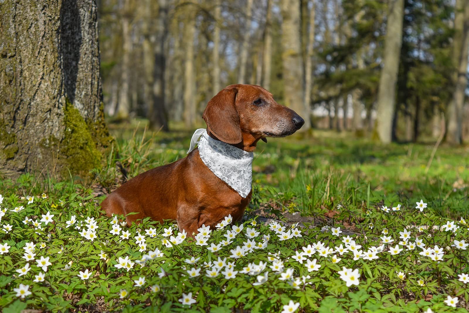 Bandana EechicSpace con ajuste grande para perros de diferentes tallas.