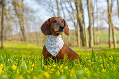 Bandana EechicSpace como prop de fotos de compromiso para perros.
