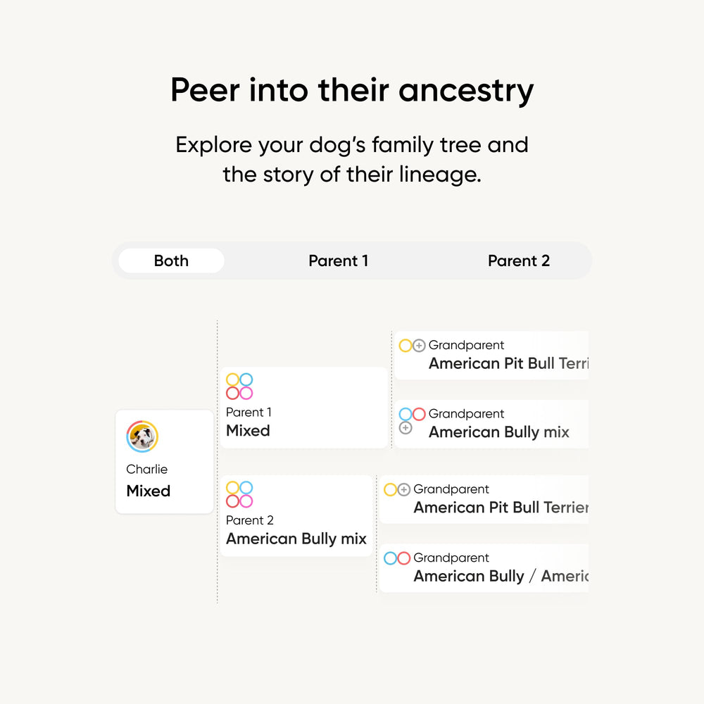 Embark arbol-ancestral-genetico: visualización de rutas de ancestros alrededor del mundo