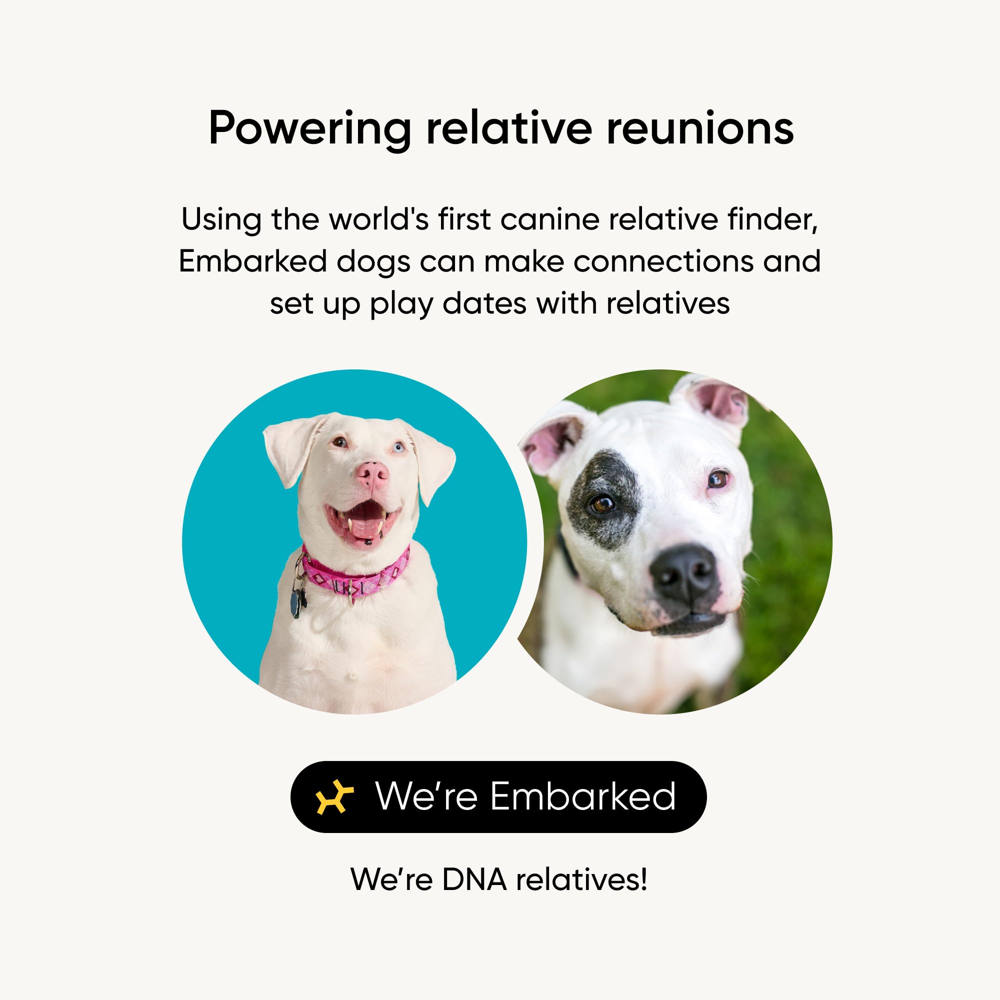 Embark buscador-relativos-interfaz: conecta con familiares cercanos de tu perro