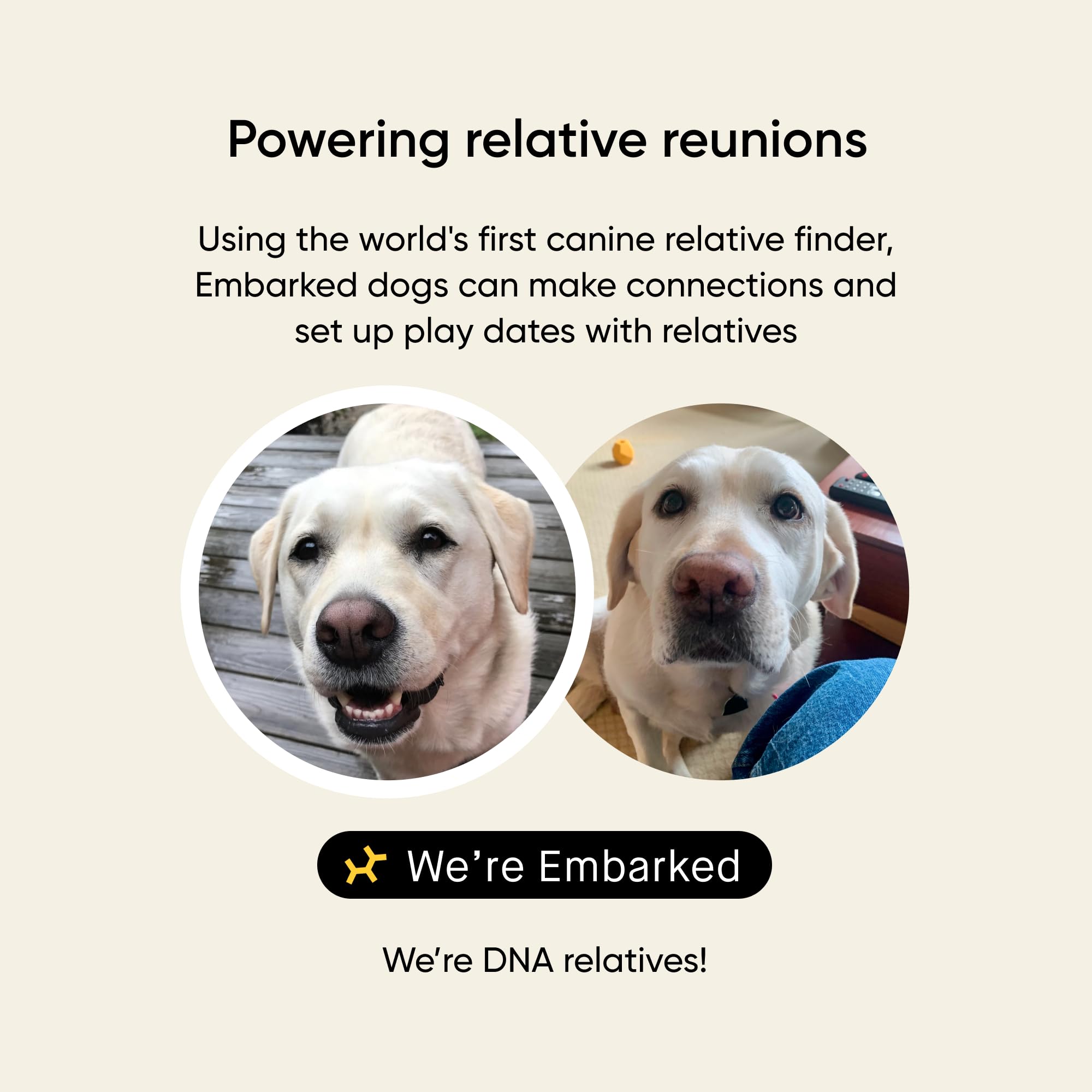 Embark Kit ADN para perros: resultados y consulta con veterinario para orientar cuidados