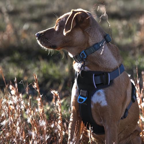 Uso diario y paseo seguro con el arnés Embark Pets para perros grandes.