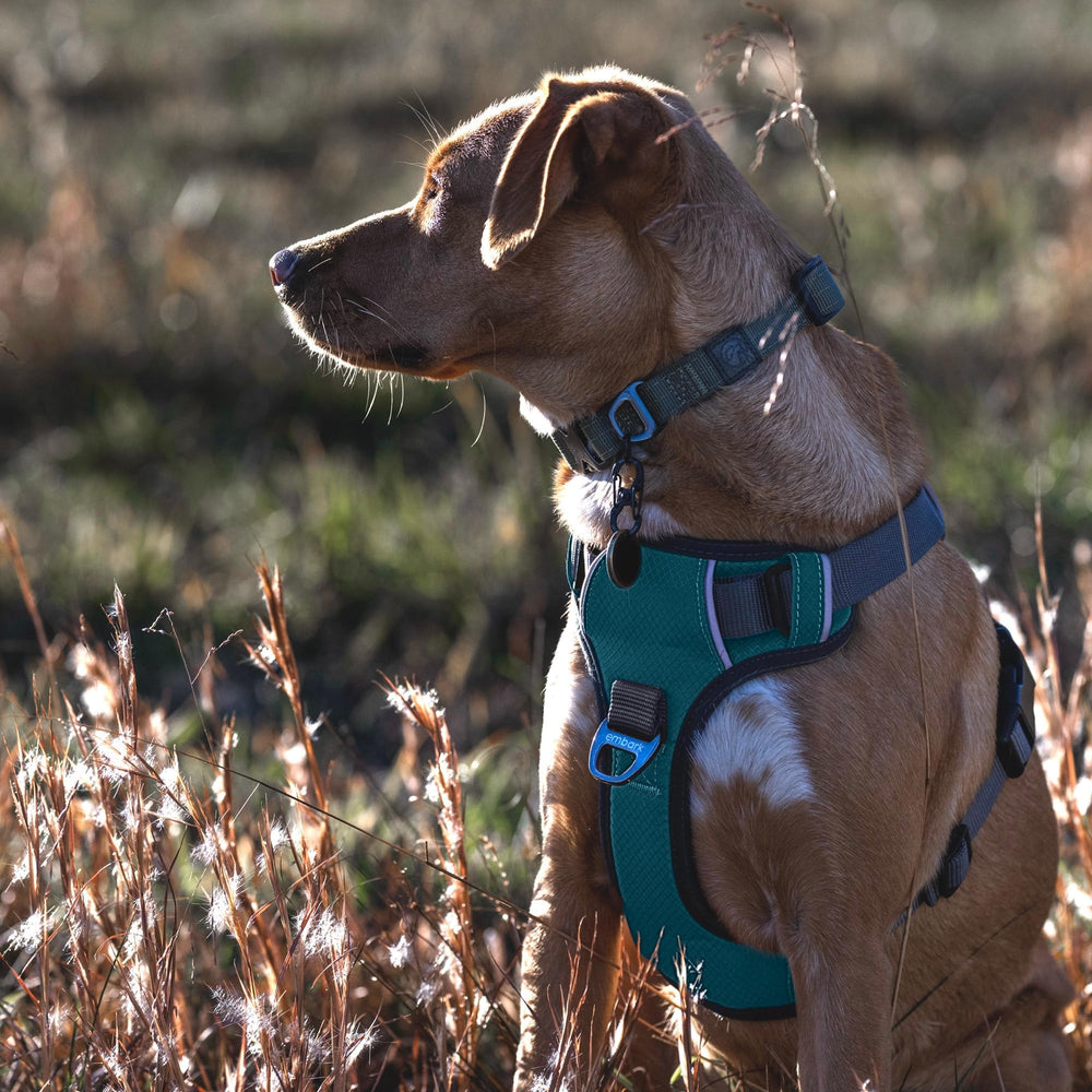 Embark Pets arnés aventura nylon militar de alta resistencia