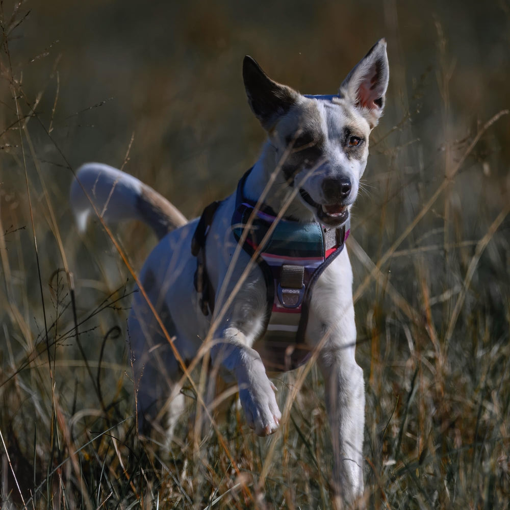 Arnés Embark Pets Adventure acolchado suave, comodidad durante caminatas largas.