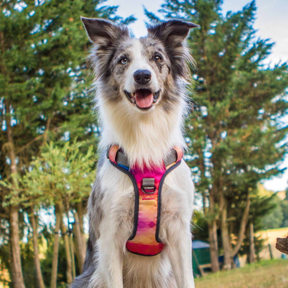 Arnés Embark Pets con enganches frontal y trasero para entrenamiento sin tirones.