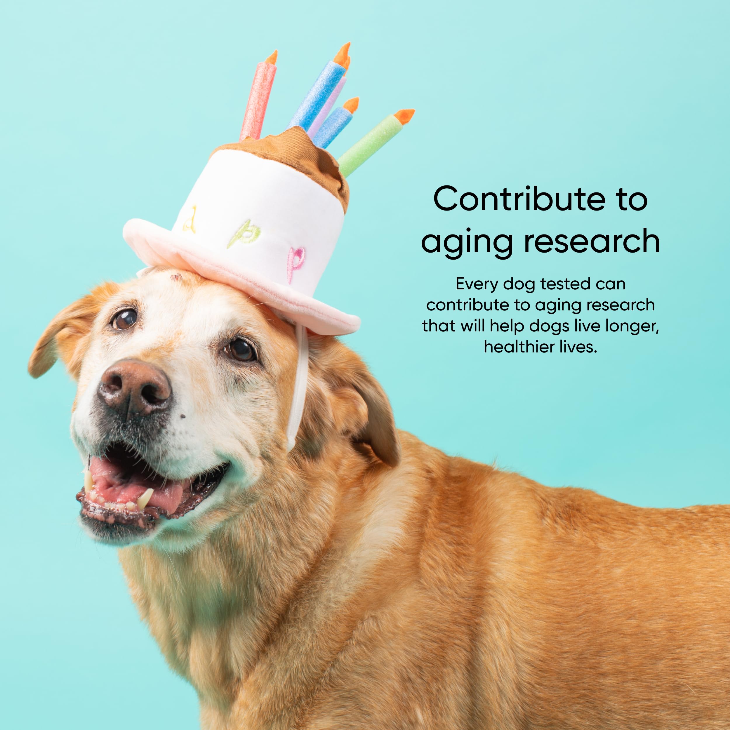 Embark Prueba de Edad: consejos de vida por etapas para la salud canina.
