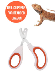 Engorgio diseño ergonómico para dragón barbud o