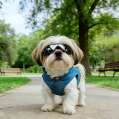 Enjoying gafas con sistema de ventilación para evitar vaho en ojos del perro.