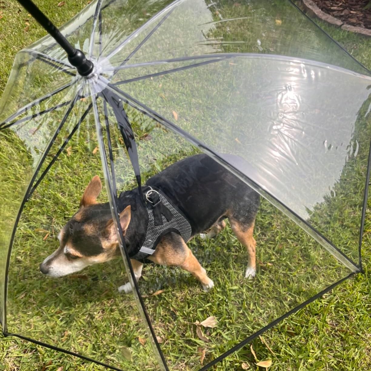 Uso diario de Enjoying en la lluvia, ideal para paseos urbanos con perros pequeños.