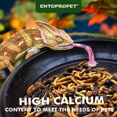 Entopropet grillos secos para dragones barbudos, proteína natural para una dieta balanceada.