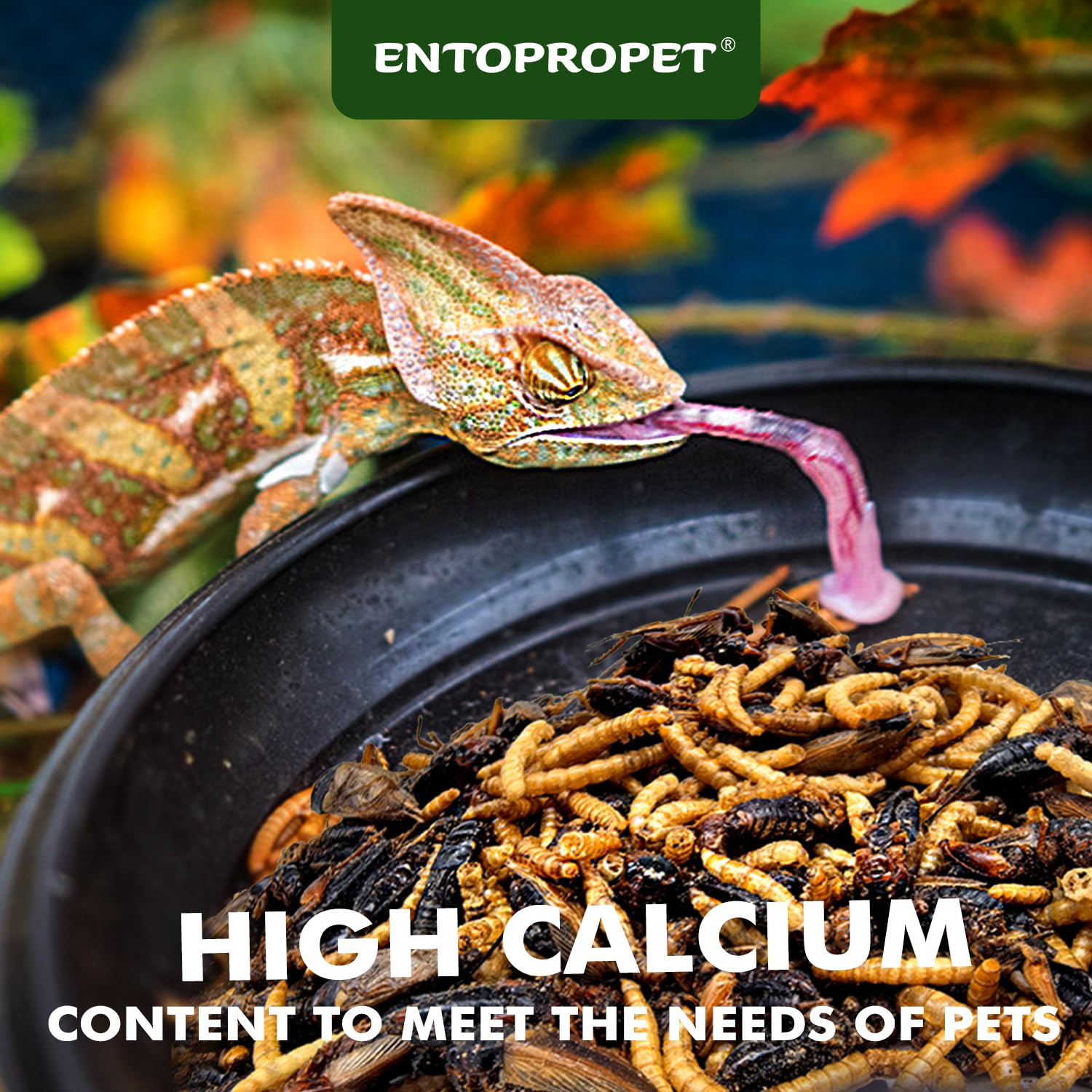 Entopropet grillos secos: fuente natural de proteína para mascotas insectívoras.