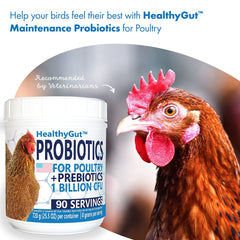 Equa Holistics HealthyGut Probiotics: dosis diaria sobre comida de aves.