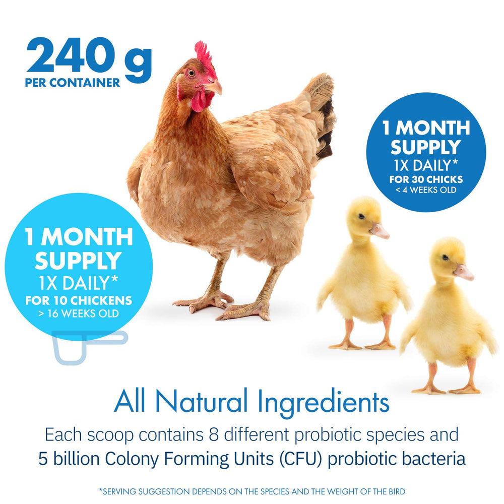 Pollo recibiendo dosis diaria de HealthGut Probiotics espolvoreada