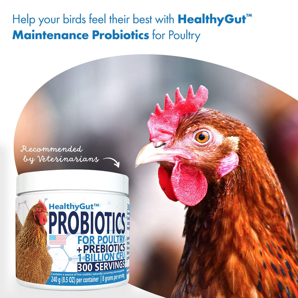 Pollo comiendo alimento con HealthGut Probiotics espolvoreado