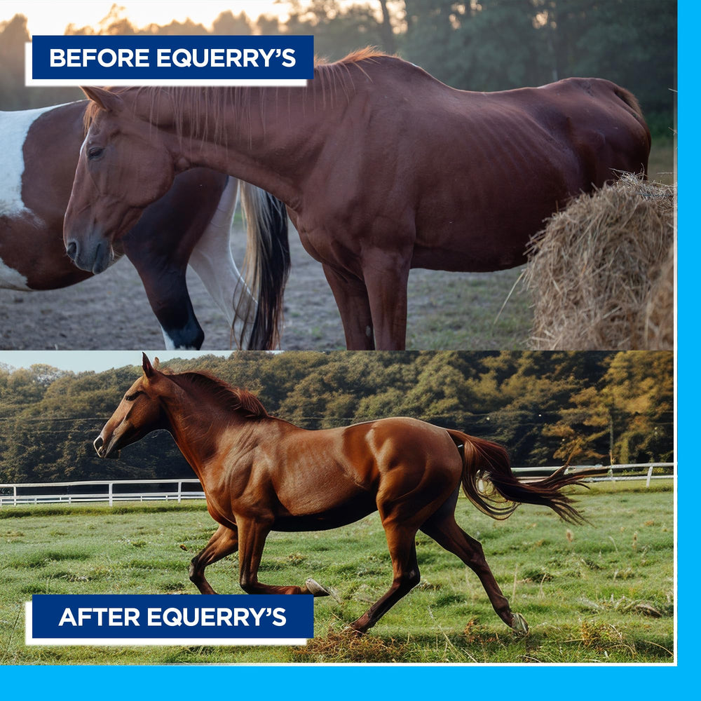 Equerry's Probiótico para Grandes Animales: incorporación diaria en el alimento.