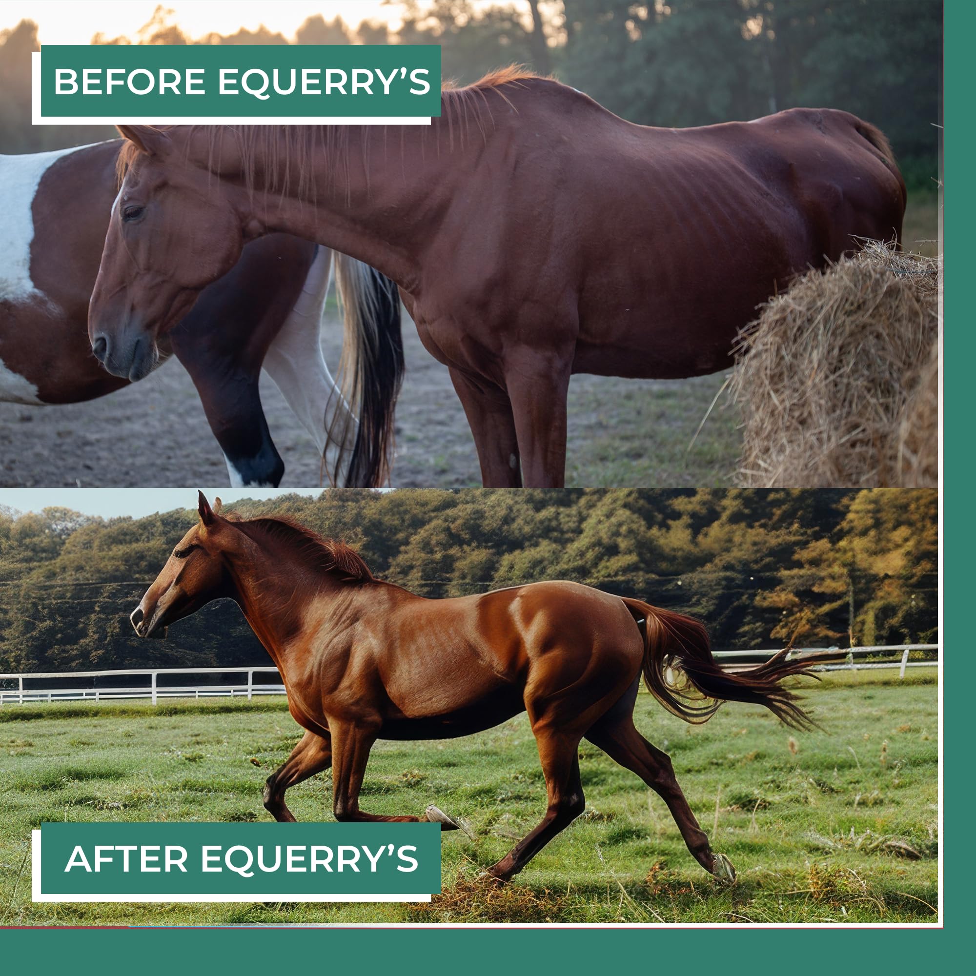 Equerry's Plus; probióticos, soporte digestivo suave para caballos.