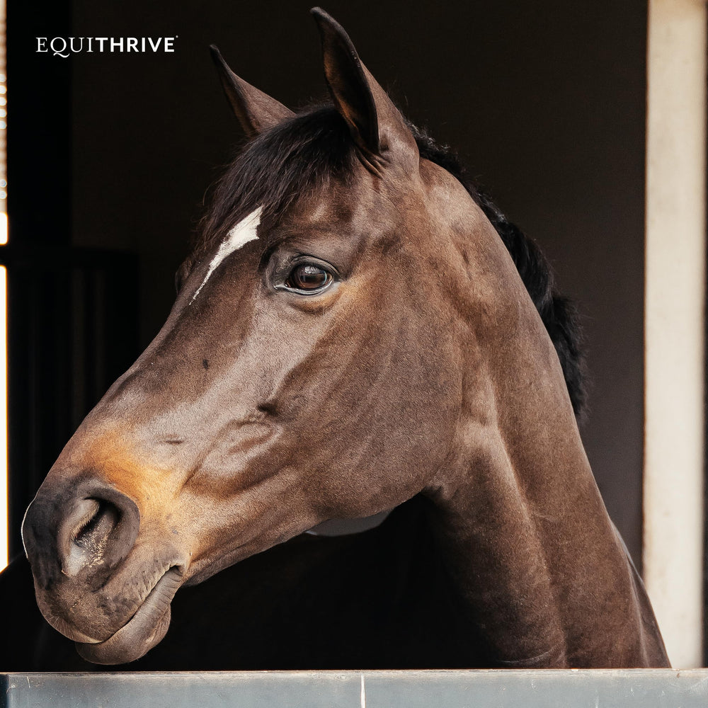 Equithrive Original, envase de 2 libras para almacenamiento en establo