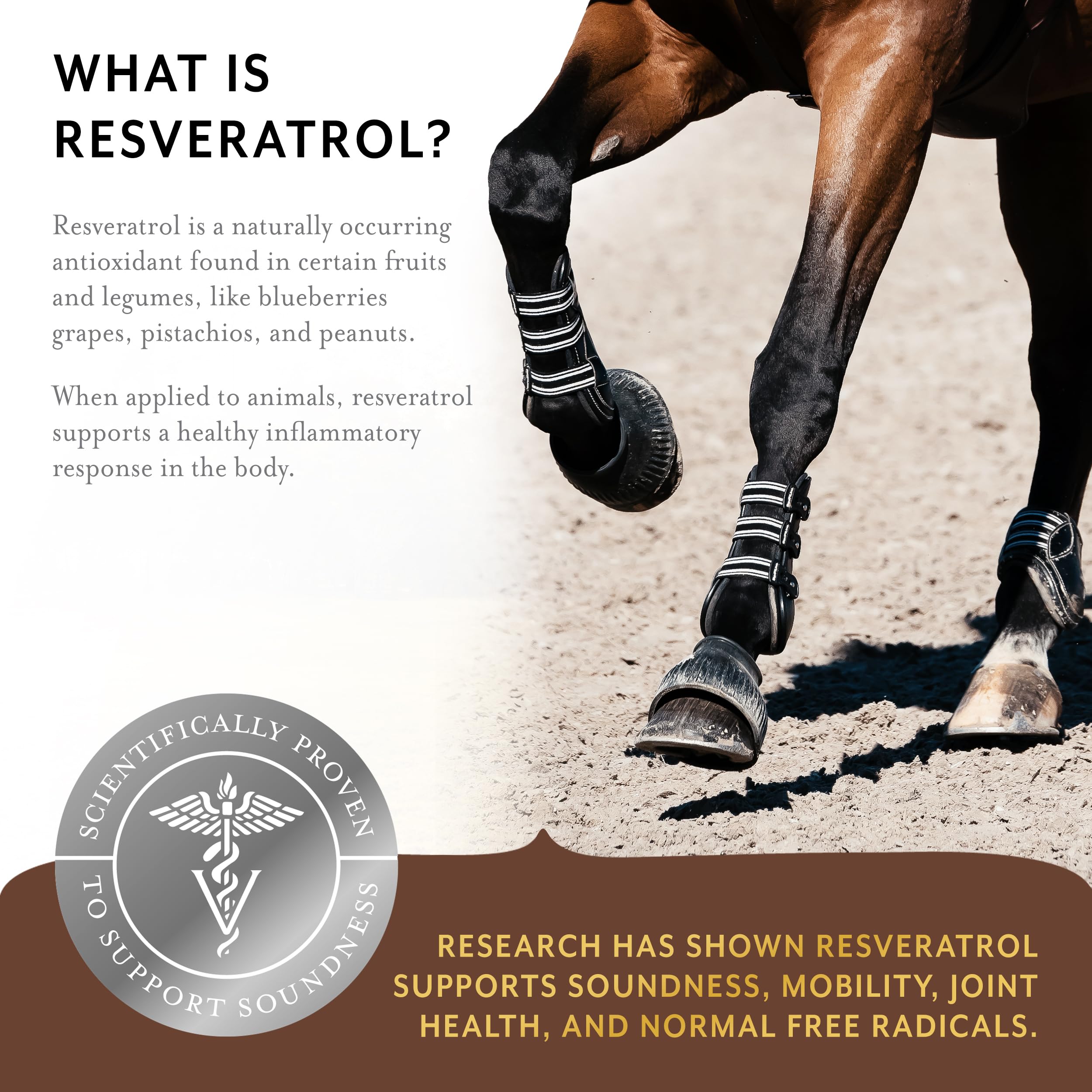 Equithrive Original, aplicador para hialurónico, uso diario en caballos