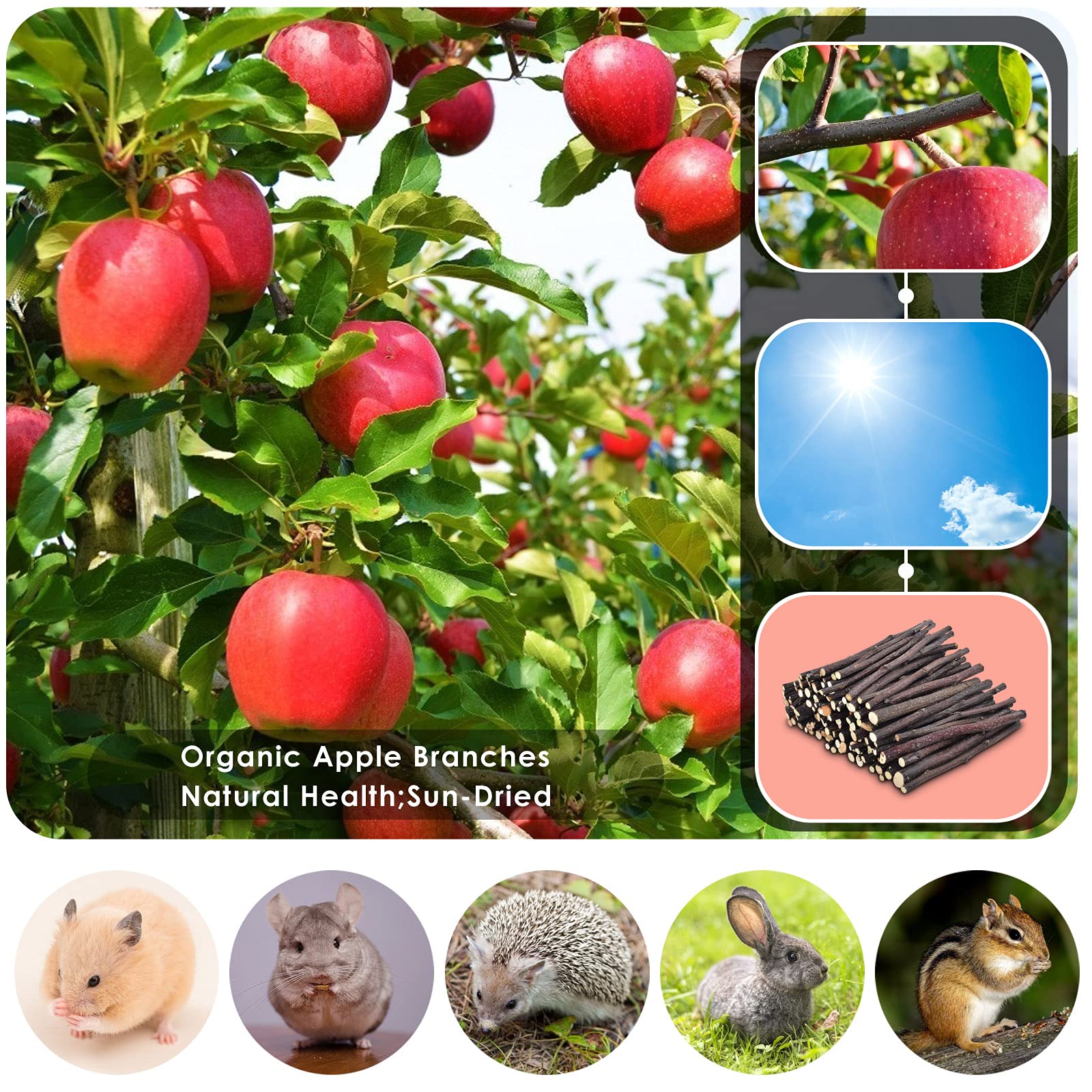 ERKOON mordedor de manzana para roedores: ayuda al desgaste dental diario.