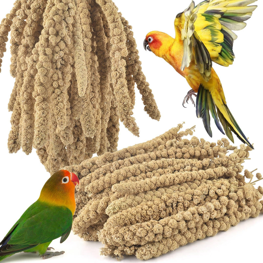 ERKOON mijo natural en ramilletes, bulto 3-5 libras para alimentación diaria de aves