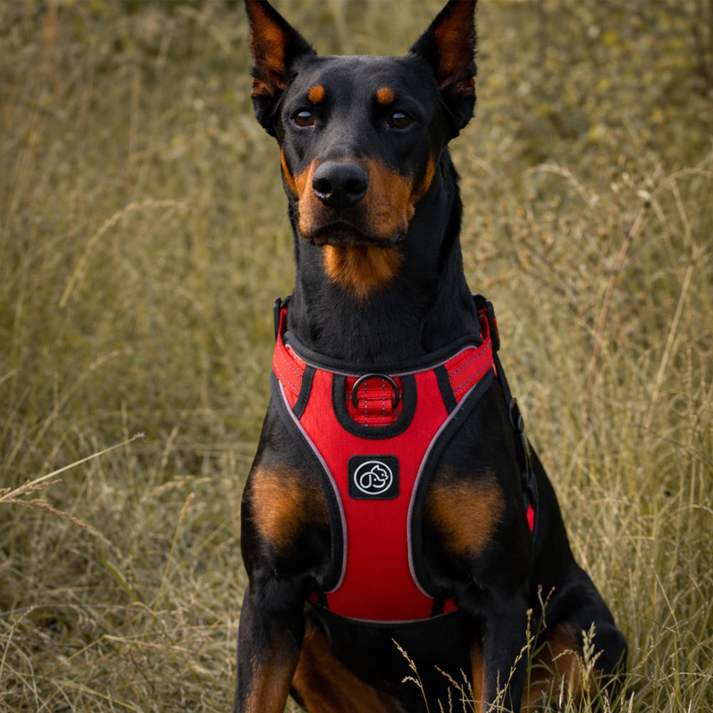 Everking arnés perro para perros grandes con diseño robusto y cómodo.