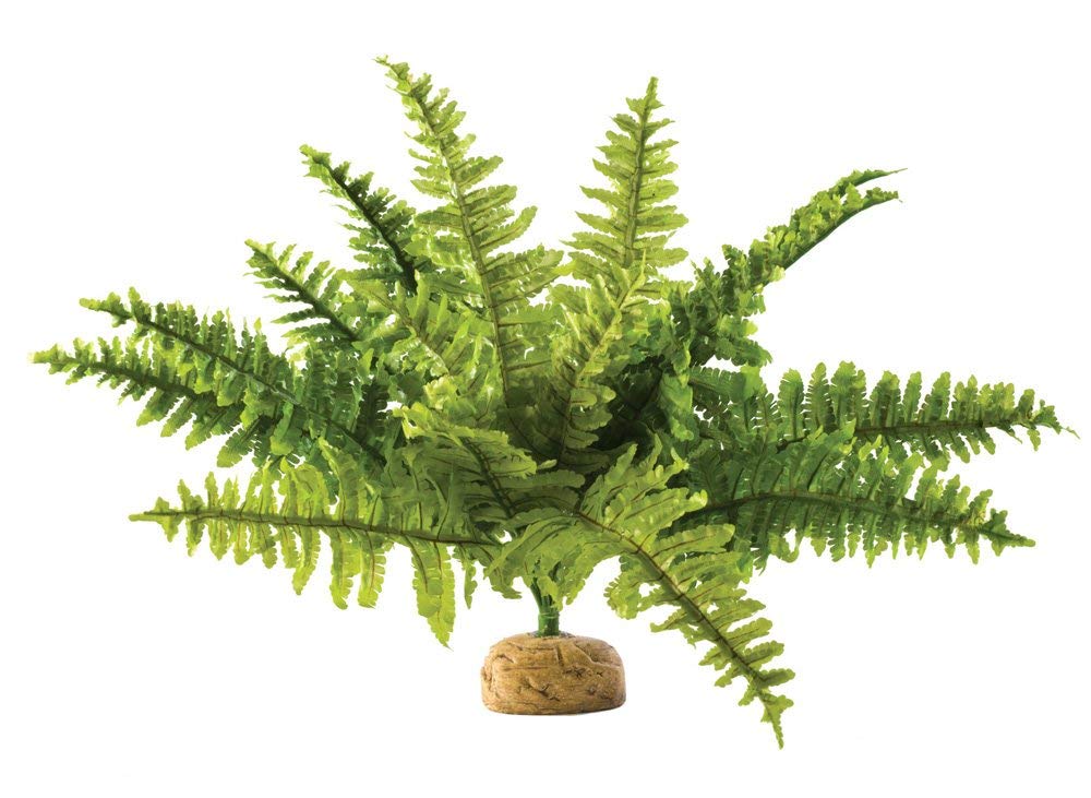 Exo Terra Boston Fern, hojas verdes largas, ideal para ocultamiento y decoración natural en terrarios.