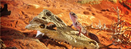 Exo Terra calavera cocodrilo entradas múltiples, acceso fácil para reptiles y anfibios