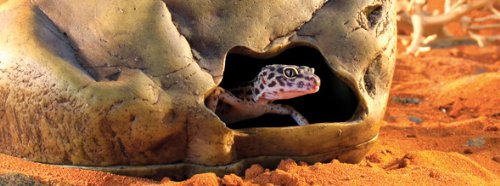 Exo Terra Cueva para geckos, escondite húmedo que favorece el descanso
