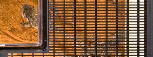 Faunarium Exo Terra con dimensiones amplias para vivienda temporal.