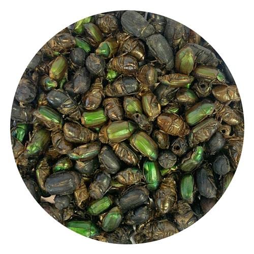 Aves silvestres consumen Beetle Craze como complemento nutritivo