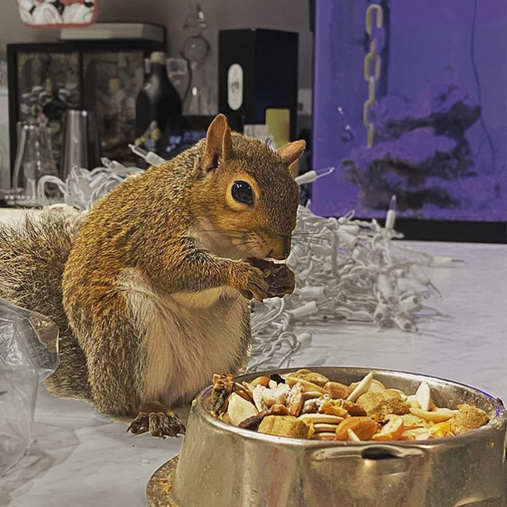Ejercicio de masticación con nueces en Exotic Nutrition Completo para Ardillas