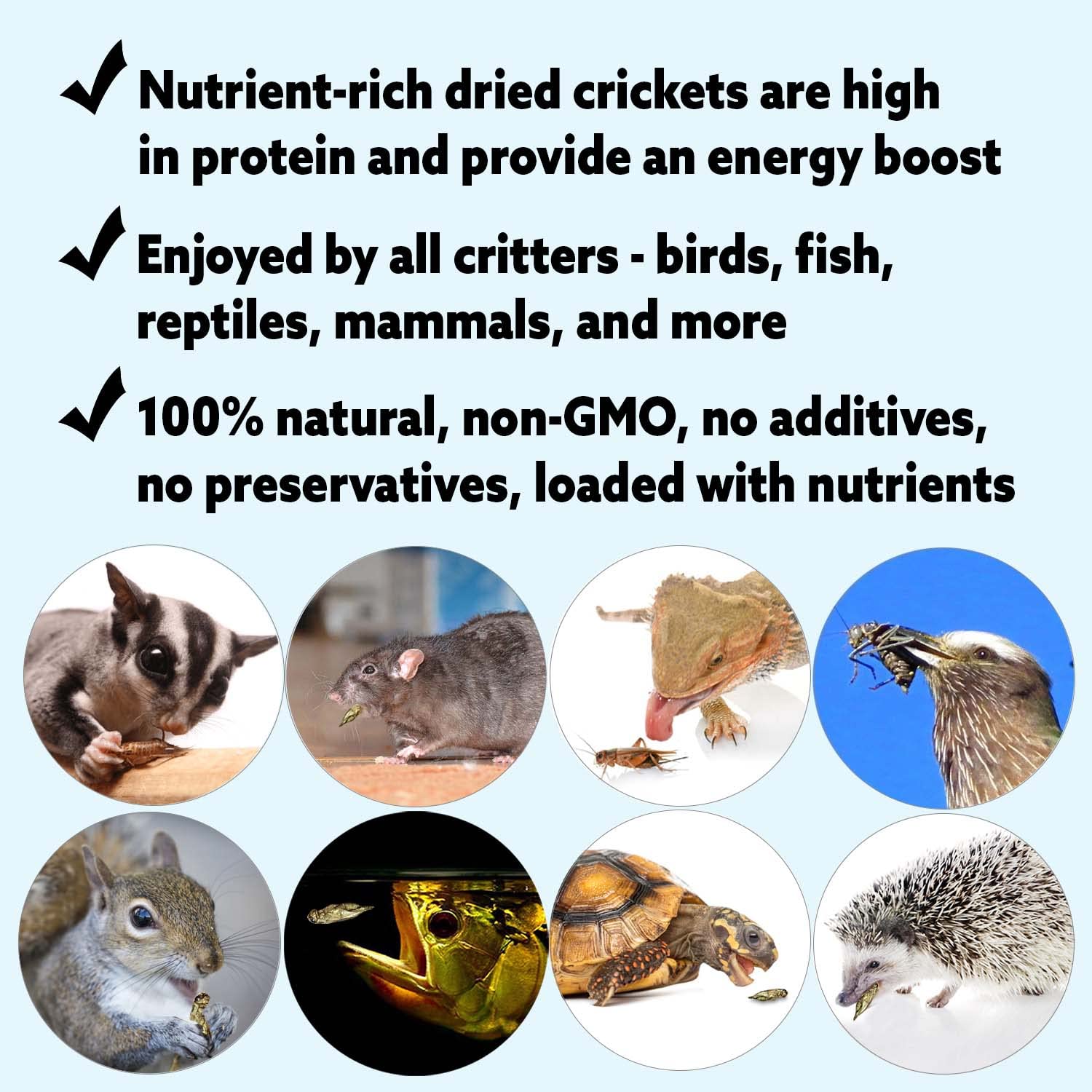 Grillos secos en cuenco por Exotic Nutrition, snack proteico para aves y mascotas