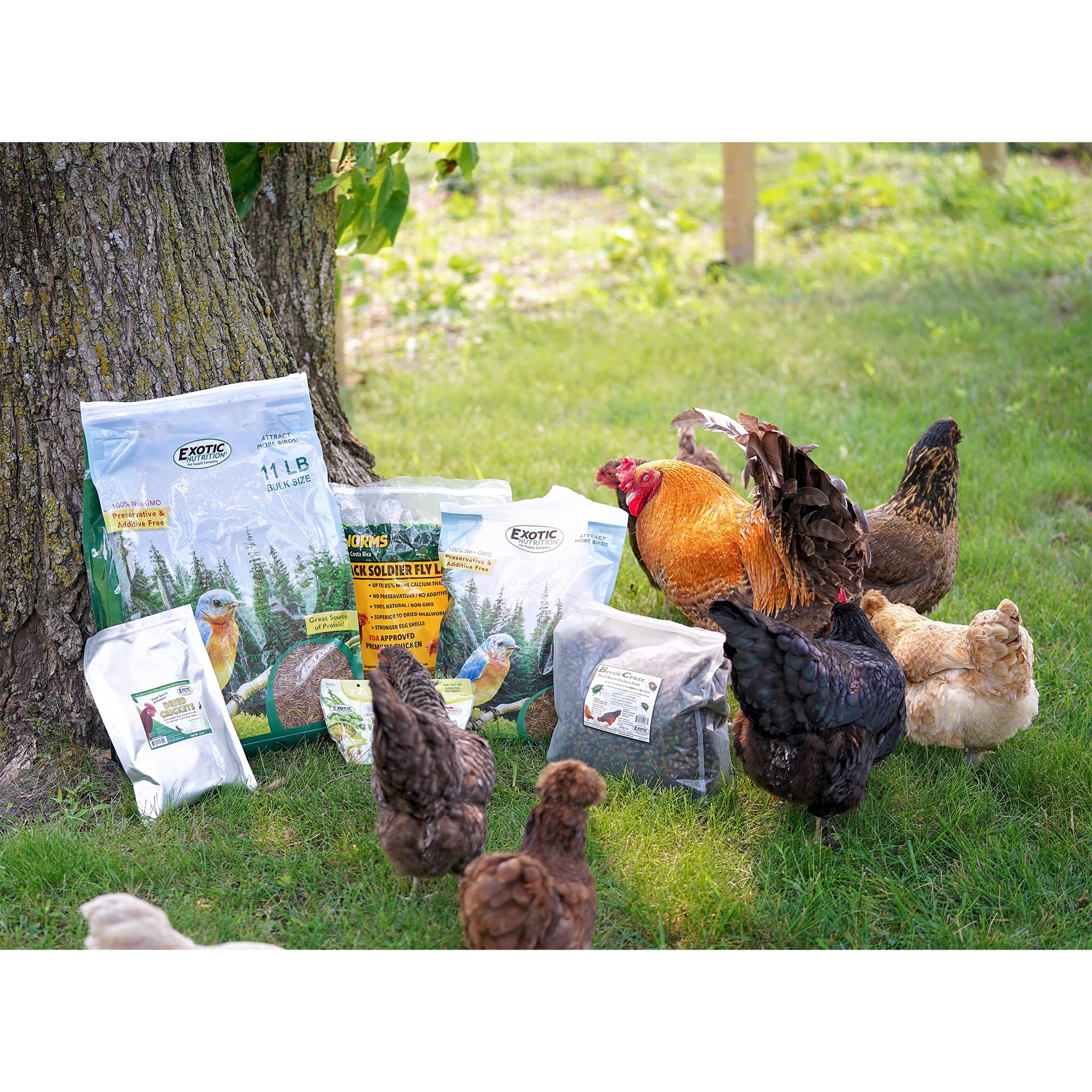 Grillos secos para pollos de Exotic Nutrition, complemento proteico sabroso