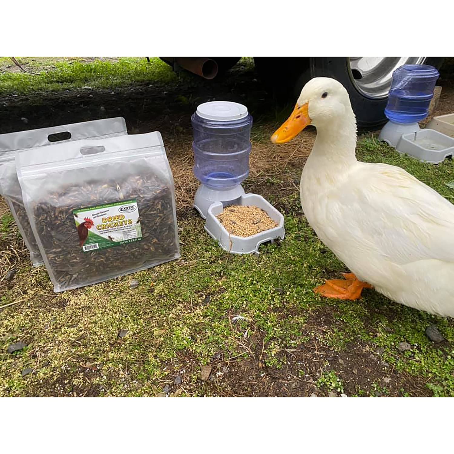 Grillos secos para reptiles Exotic Nutrition, snack energético y natural