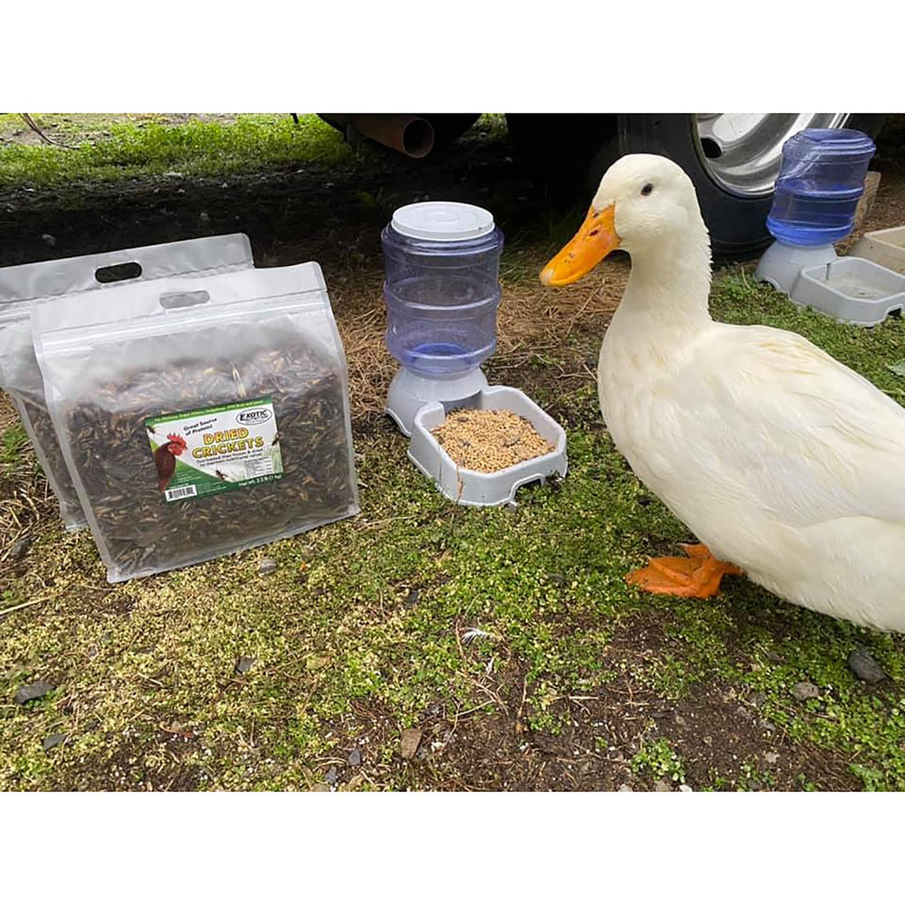 Grillos secos para reptiles Exotic Nutrition, snack energético y natural