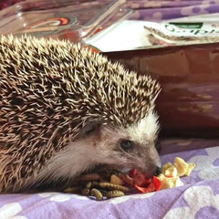 Hedgie Bugs y Veggie Treat de Exotic Nutrition, ideal para forraje dentro de juguetes