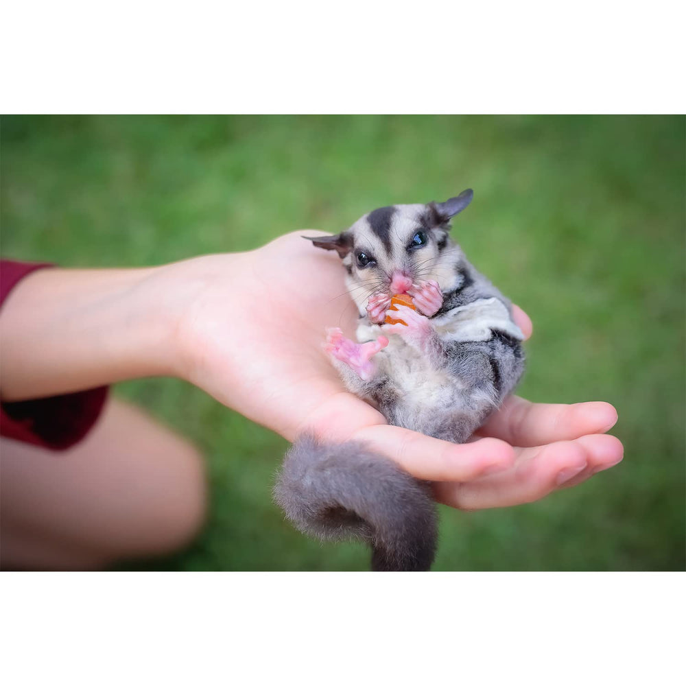 Exotic Nutrition como snack saludable con fibra y antioxidantes para mascotas.