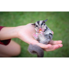 Exotic Nutrition como snack saludable con fibra y antioxidantes para mascotas.